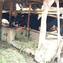 Milk Cow in East Java
