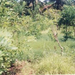 Cattle forageg - combination of Grasses, Bushes and Trees